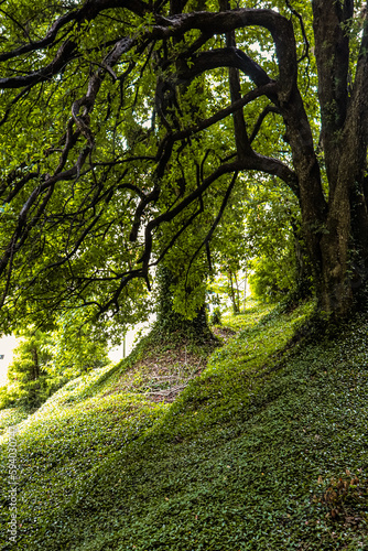 path in the forest