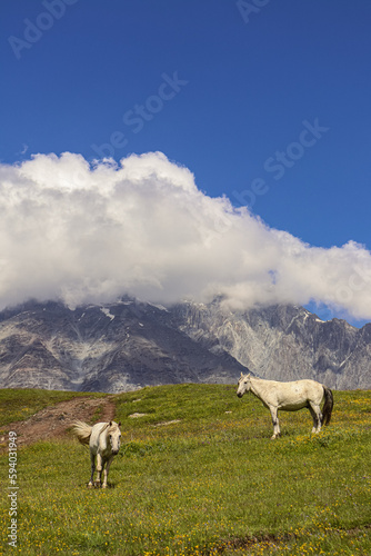 horses in the mountains