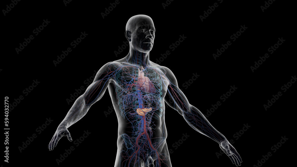 3d illustration of a man's pancreas and cardiovascular system 3d illustration of a man's pancreas and cardiovascular system