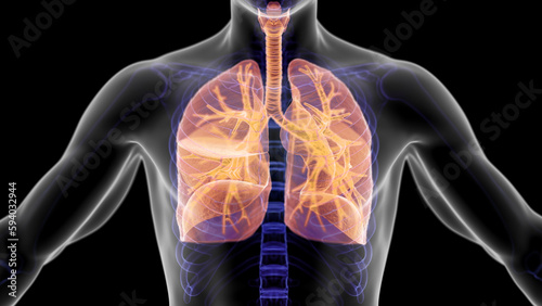 3d illustration of a man's respiratory system