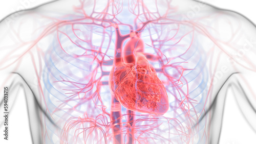 Fotografía 3d illustration of a man's cardiovascular system