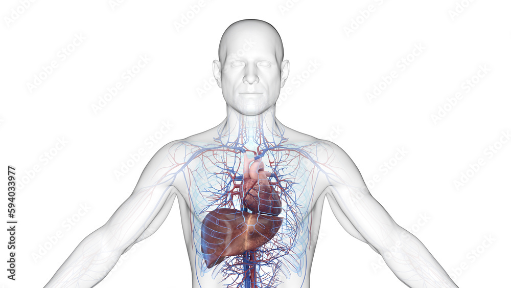 3d illustration of a man's cardiovascular system and liver. 3d illustration of a man's cardiovascular system and liver.