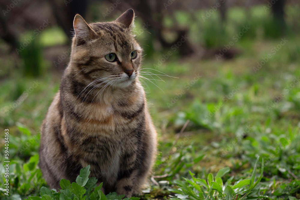 cat in the grass