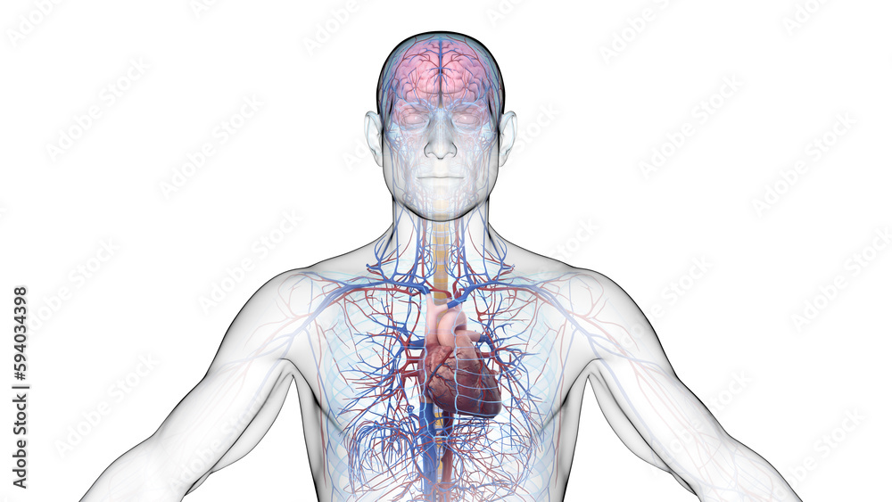 3d illustration of a man's central nervous and cardiovascular system