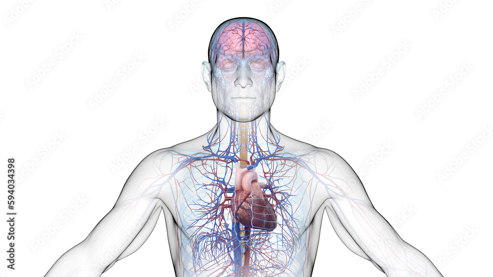 3d illustration of a man's central nervous and cardiovascular system 3d illustration of a man's central nervous and cardiovascular system