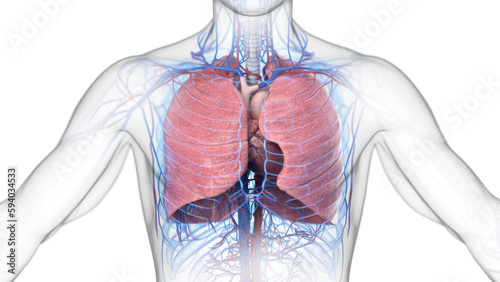 3d illustration of a man's cardiopulmonary system photo