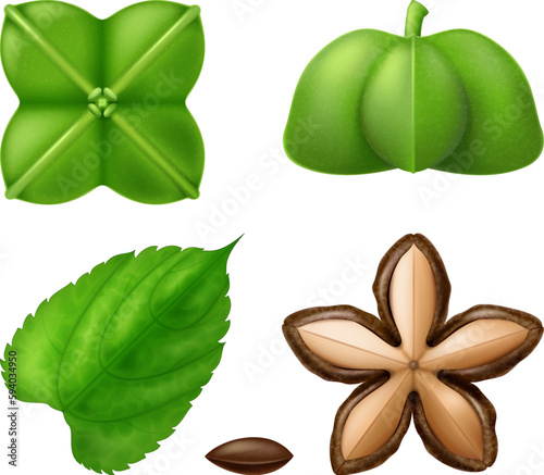 Sacha inchi pod in ripe and green states with a green leaf of the plant, isolated on white background. Photo - realistic vector illustration.