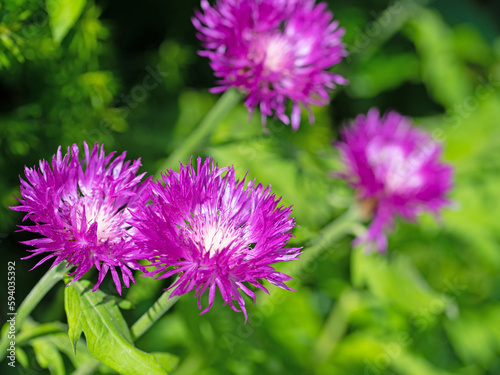 Blühende Kaukasus-Flockenblume, Centaurea dealbata