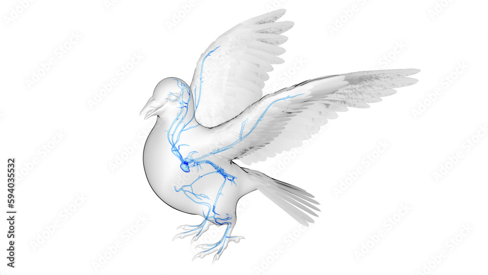 3d illustration of a pigeon's cardiovascular system 3d illustration of a pigeon's cardiovascular system