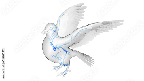 3d illustration of a pigeon s cardiovascular system