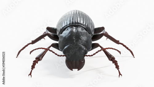 3d illustration of a black beetle © Sebastian Kaulitzki