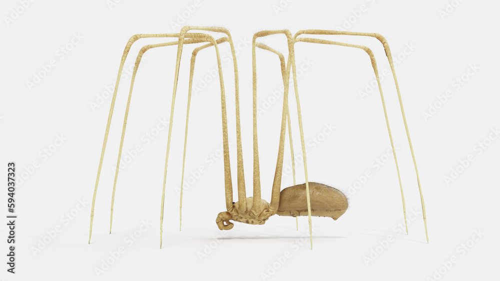 Obraz premium 3d illustration of a daddy long legs spider