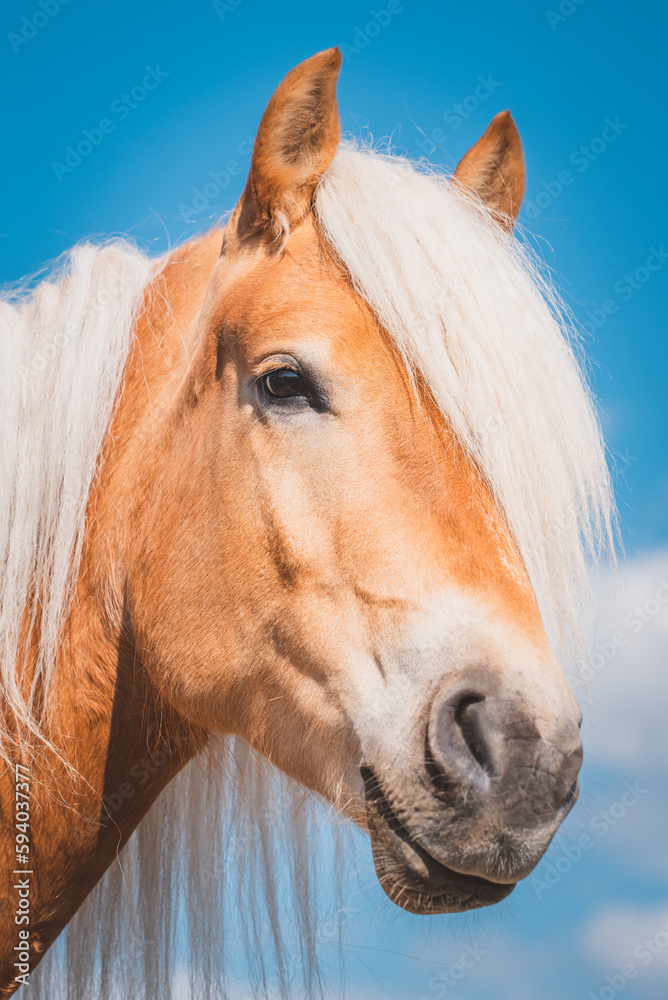 Obraz premium Haflinger