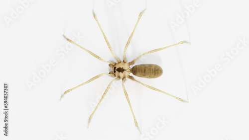 3d illustration of a daddy long legs spider © Sebastian Kaulitzki