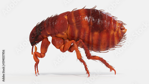 3d illustration of a flea photo