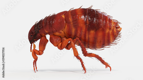 3d illustration of a flea