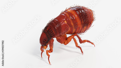 3d illustration of a flea © Sebastian Kaulitzki