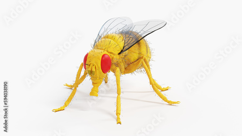 3d illustration of a fruit fly photo