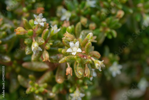 Flowers of Crassula humbertii | New Zealand Pigmyweed
 photo