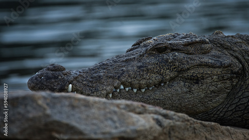 Wild Crocodile with clean sharp teeth