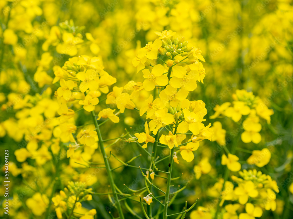 selective focus of rapeseed blossoms (Brassica napus) in a canola field with blurred background - also known as rape or oilseed rape selective focus of rapeseed blossoms (Brassica napus) in a canola field with blurred background - also known as rape or oilseed rape