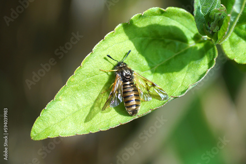 Closeup sawfly Abia lonicerae or the symilar Abia aenea. Family Clubhorned Sawflies (Cimbicidae). On a leaf in a Dutch garden. Spring, April photo