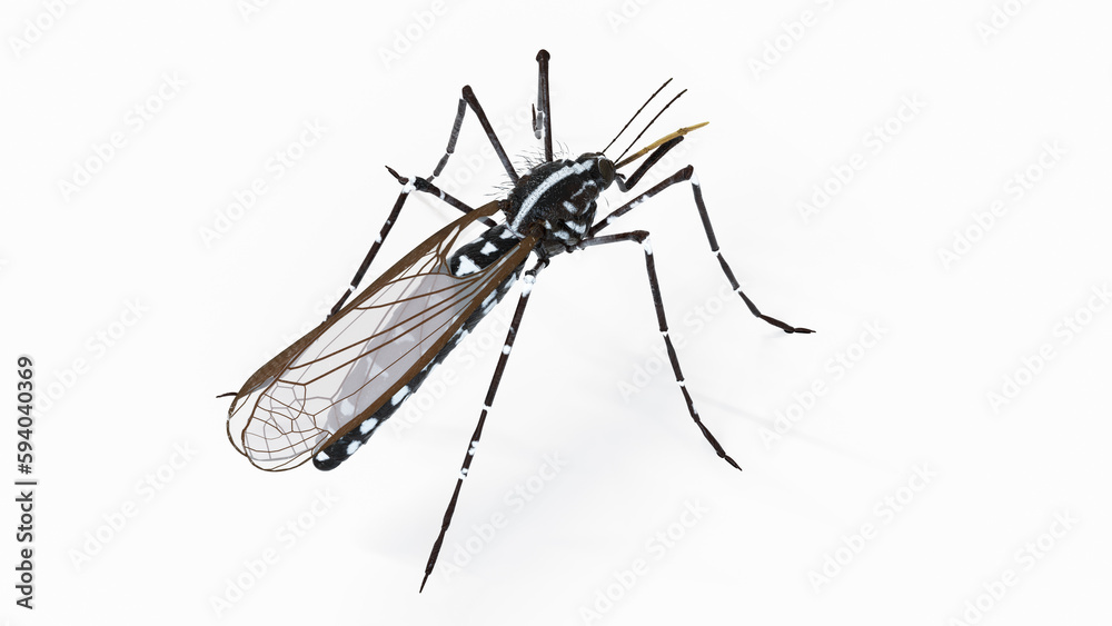 3d illustration of a mosquito 3d illustration of a mosquito