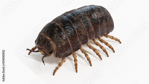 3d illustration of a pill bug