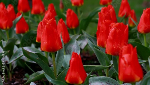 Field of colorful bright blooming tulips, a large group garden of multi-colored flowers in nature, Tulip flower blossom in springtime. The Beauty of Nature, Garden Tulip at Morges, Vaud Switzerland 