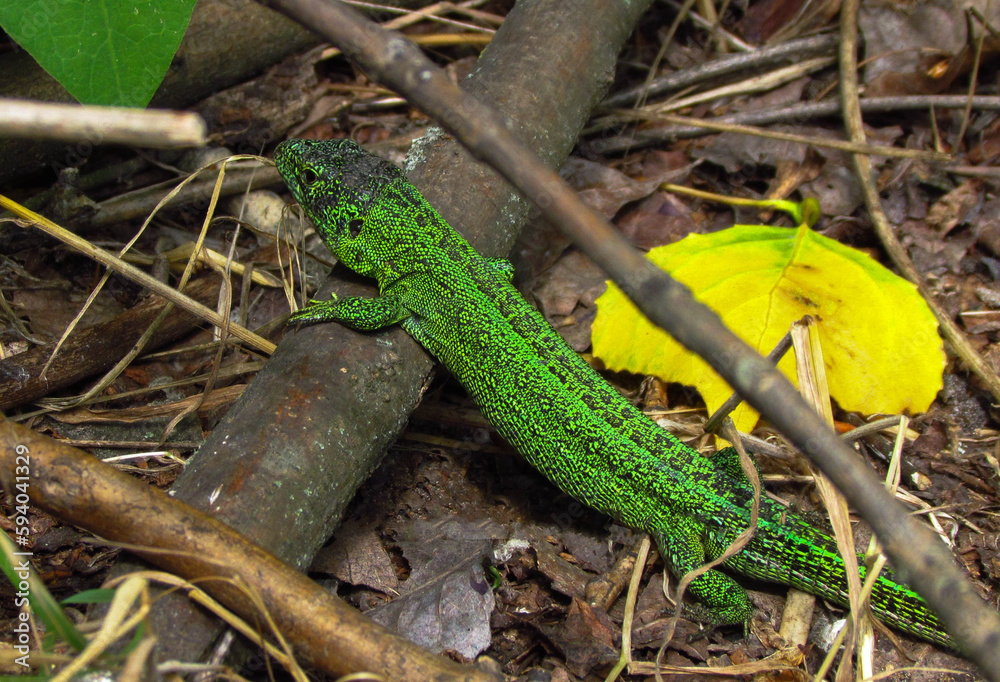 green lizard on a tree green lizard on a tree