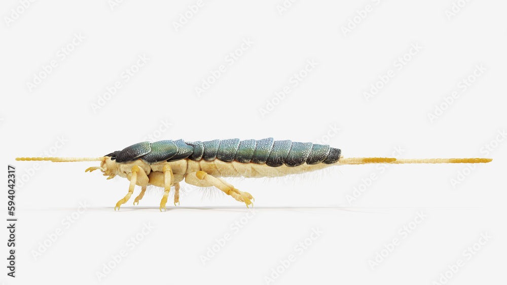 3d illustration of a silverfish