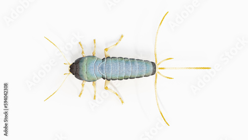3d illustration of a silverfish