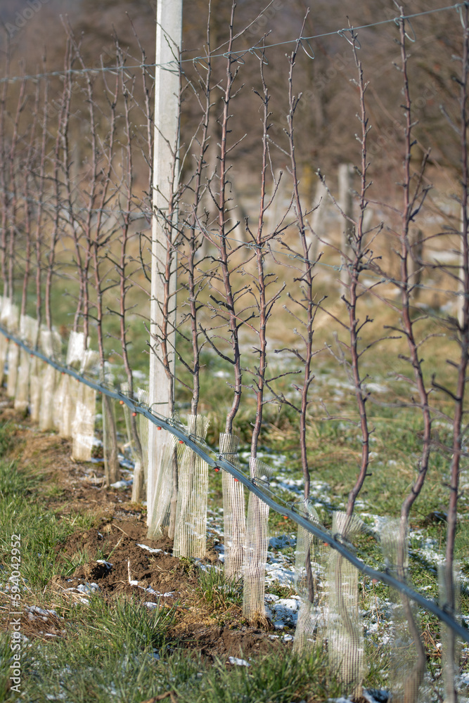 An intensive apple tree plantation on a small orchard of Romania An intensive apple tree plantation on a small orchard of Romania