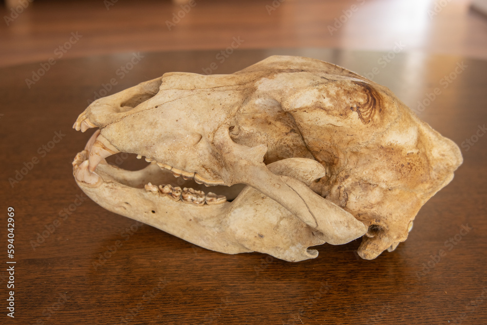 Fototapeta premium Side view of a brown bear skull. Ursus arctos skull