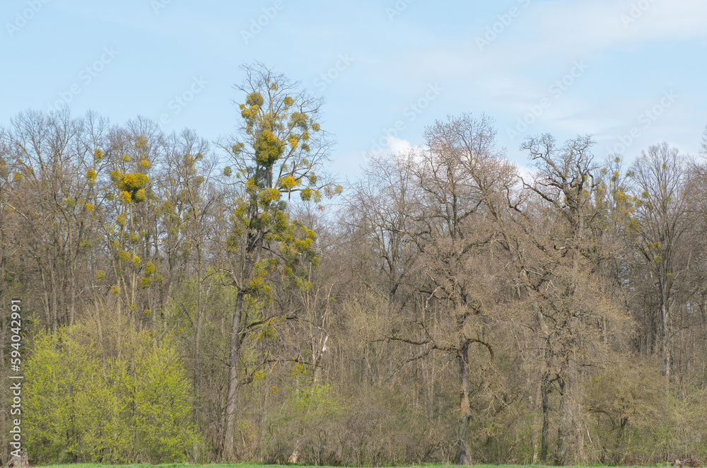 The oak tree mistletoe (Loranthus europaeus). The oak tree mistletoe (Loranthus europaeus).