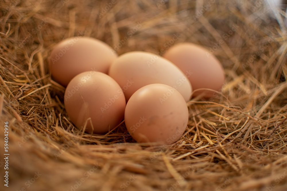  Five eggs in the hay nest