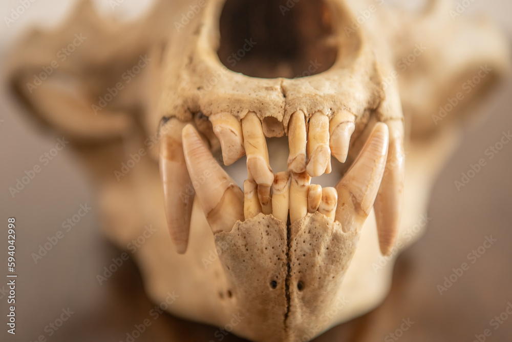 A front view of a brown bear skull. Brown bear canine and incisive front view. Ursus arctos dentition A front view of a brown bear skull. Brown bear canine and incisive front view. Ursus arctos dentition