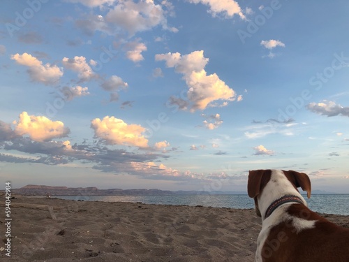 cielo playa y perro