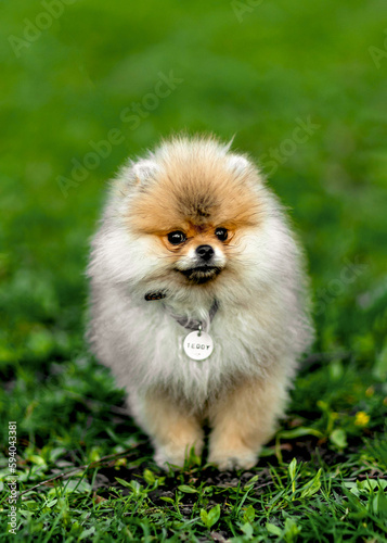 Portrait of a dog of the Spitz