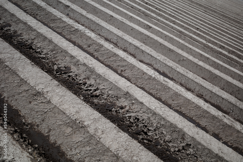 Row of soil mound, preparing soil for Agricultural field to grow plant. Row of soil mound, preparing soil for Agricultural field to grow plant.