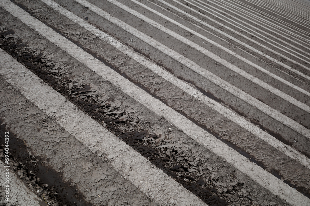 Row of soil mound, preparing soil for Agricultural field to grow plant.