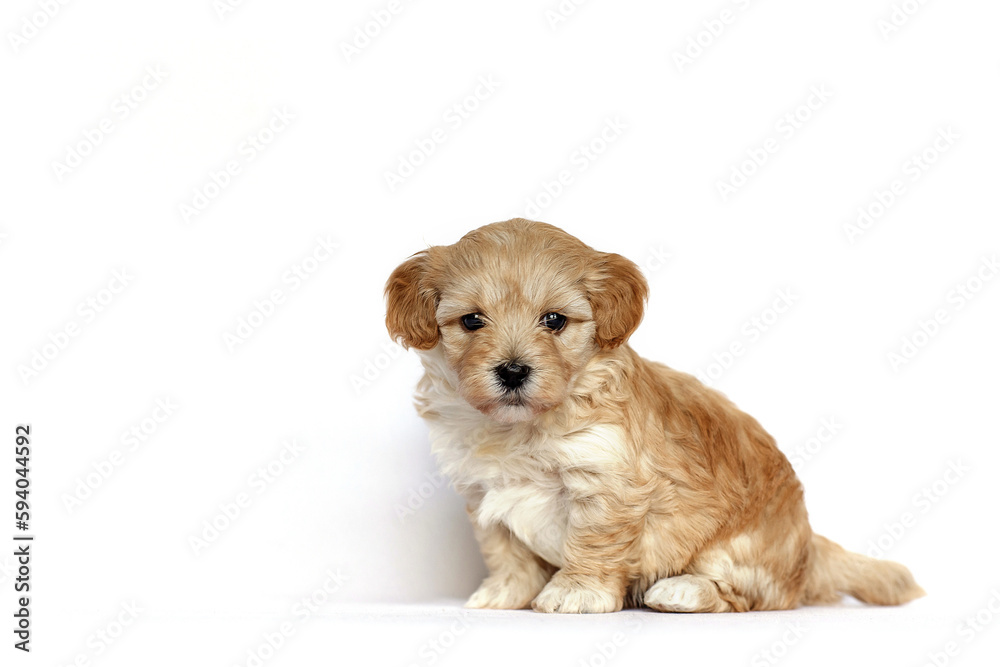 An adorable , ,puppy of golden color sits on a white background.