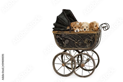 Maltipu puppies in an old puppet carriage photo