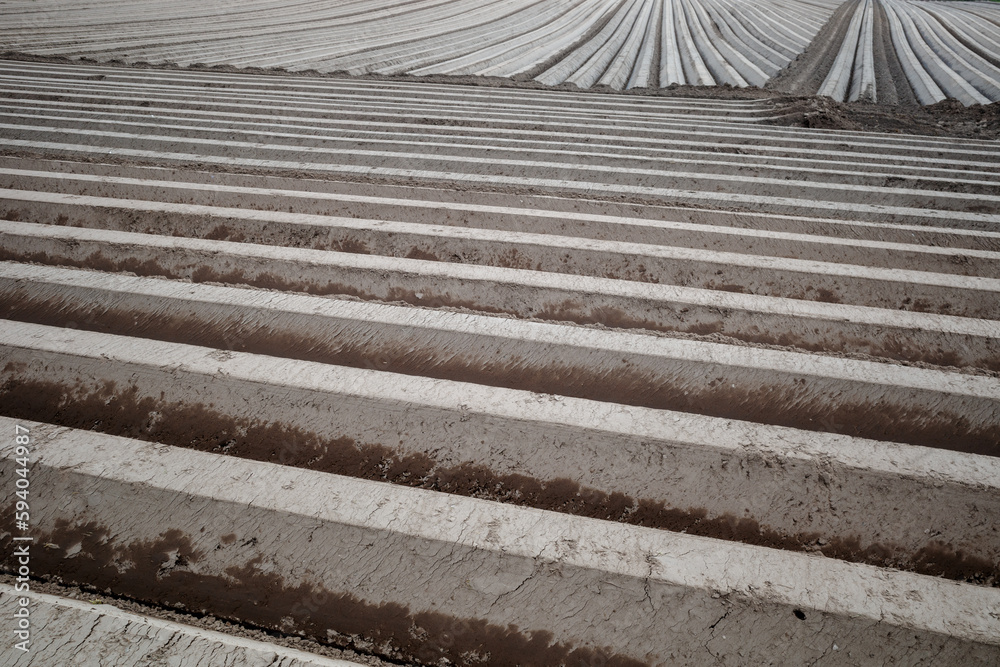 Row of soil mound, preparing soil for Agricultural field to grow plant. Row of soil mound, preparing soil for Agricultural field to grow plant.