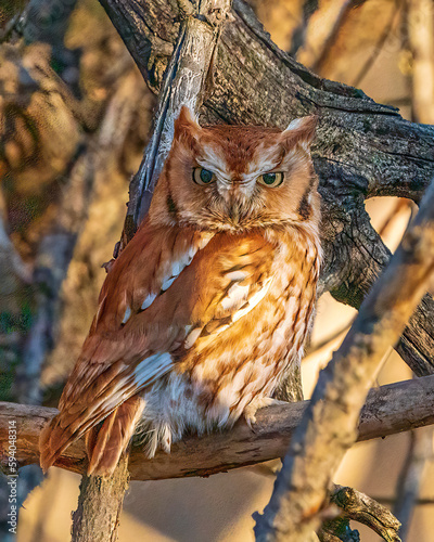 Eastern Screech Owl Red Morph  photo