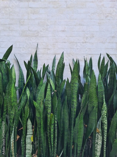 background with snakeplant plantation in front of a white exposed brick wall photo