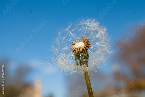 Dandelion head macro against blue sky background