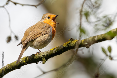 Singing robin on a branch in spring time