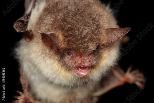 Portrait of Natterer's bat (Myotis nattereri) in a natural habitat