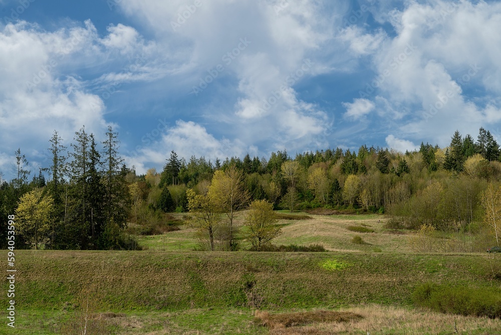 Green landscape and slope of hill covered by dense forest, WA, US